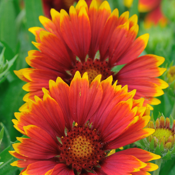Gaillarde 'Arizona Red Shades' - Gaillardia grandiflora 'Arizona Red Shades'
