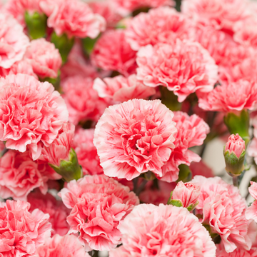 Oeillet mignardise rose clair et foncé