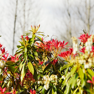 Andromède du Japon 'Bonfire' - Pieris japonica 'Bonfire'