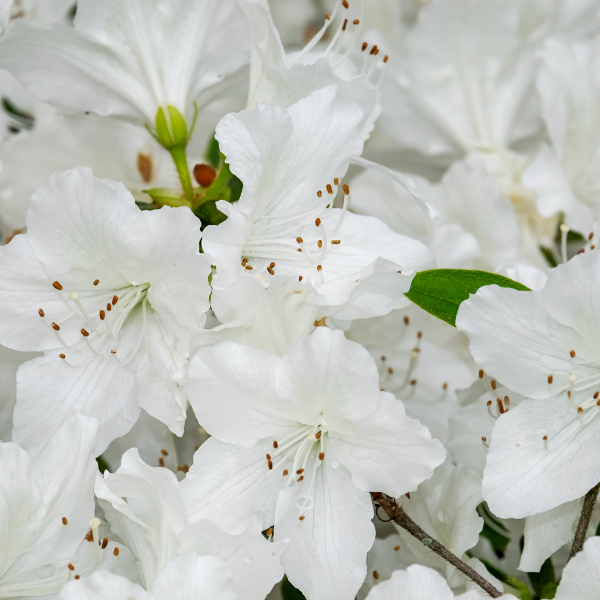 Azalée japonaise 'Palestrina' - Azalea japonica 'Palestrina'