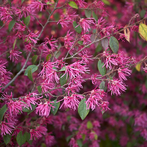 Loropetalum chinensis Rouge de La Marjorie®