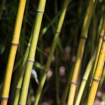 Bambou Viridiglaucescens - Phyllostachys viridiglaucescens