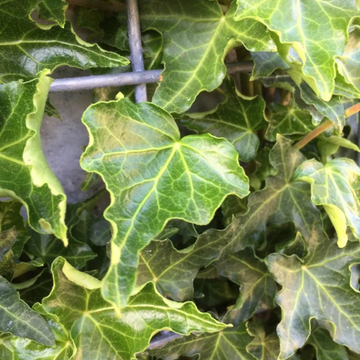 Hedera Helix Ivalace