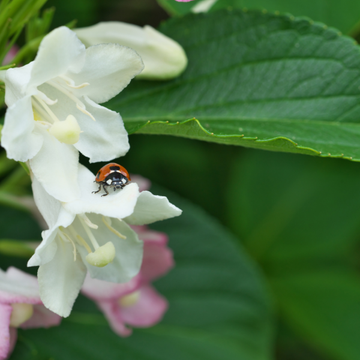 Weigela 'Candida' - Weigela 'Candida'