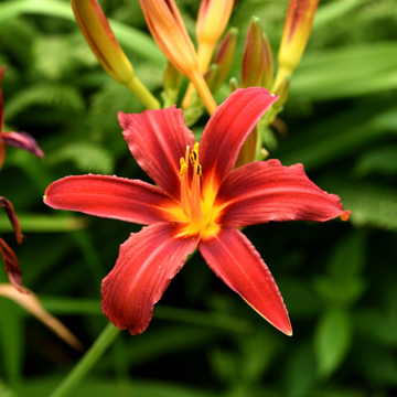 Hemerocallis Crimson Pirate