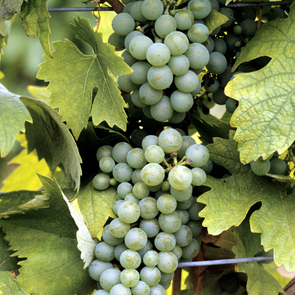 Vigne variées - Vitis vinifera variées