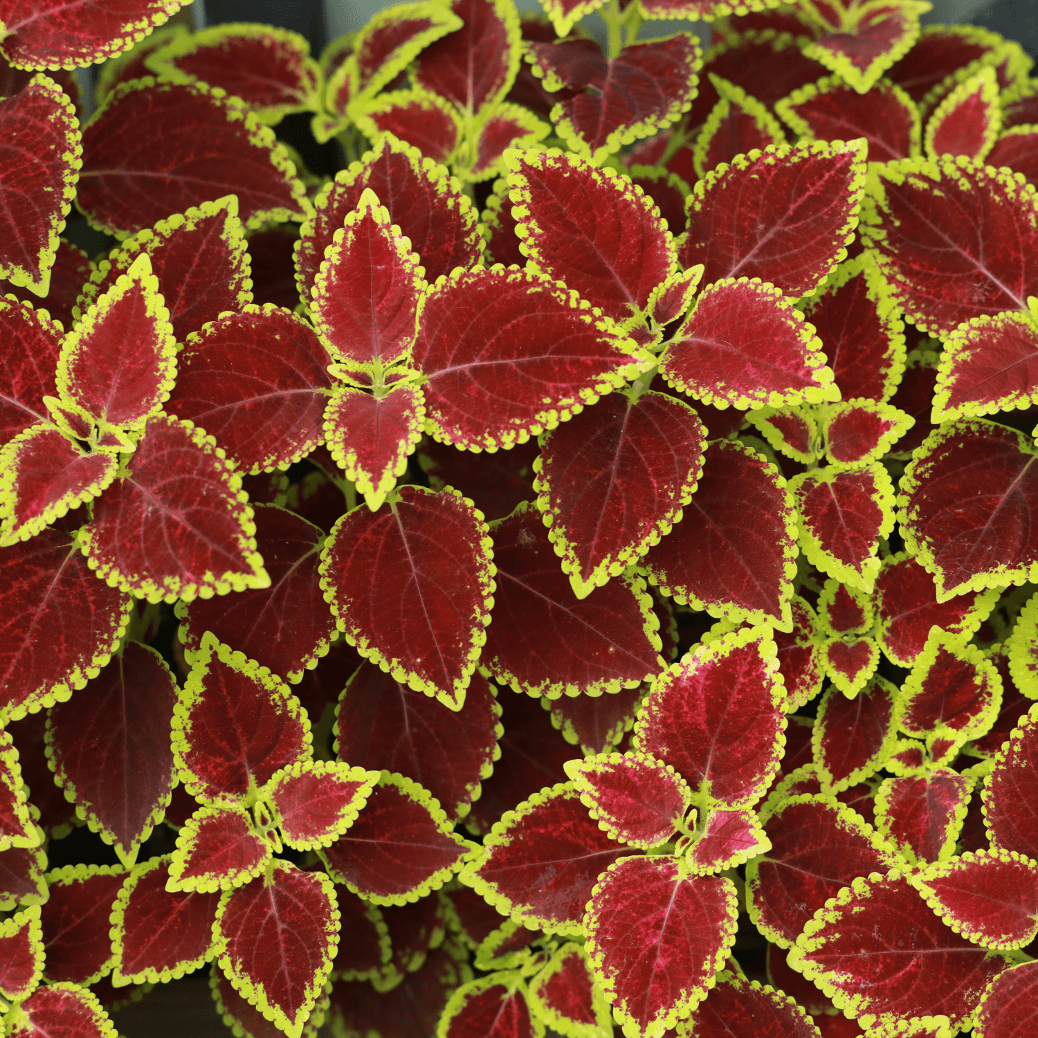 Coleus - Plectranthus scutellarioides