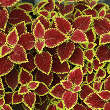 Coleus - Plectranthus scutellarioides - FLEURANDIE