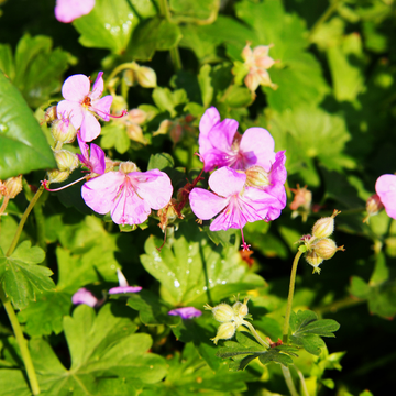 Géranium vivace 'Cambridge' -  Geranium 'Cambridge'