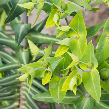 Euphorbe épurge, Herbe à taupe - Euphorbia lathyris
