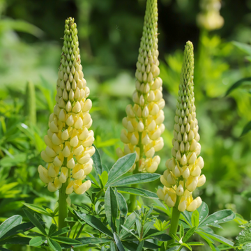Lupin nain jaune -  ‘Gallery Yellow'