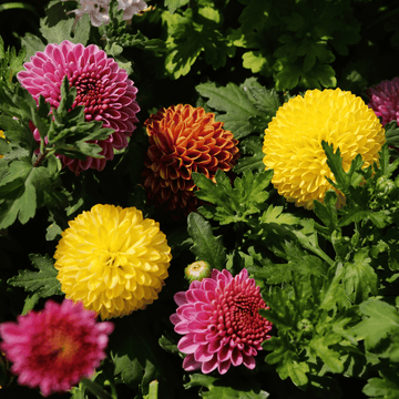 Chrysanthème Pomponette multiflor Carnaval