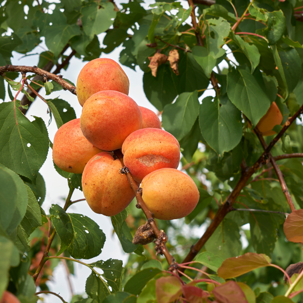 Abricotier 'Luizet' - Prunus armeniaca 'Luizet'