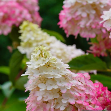 Hortensia paniculé 'Fraise Melba' - Hortensia paniculata 'Fraise Melba'