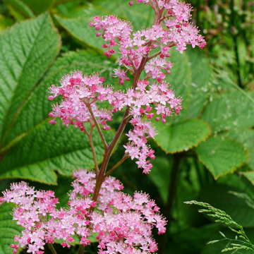 Rodgersia 'Bronze Peacock' - Rodgersia 'Bronze Peacock'