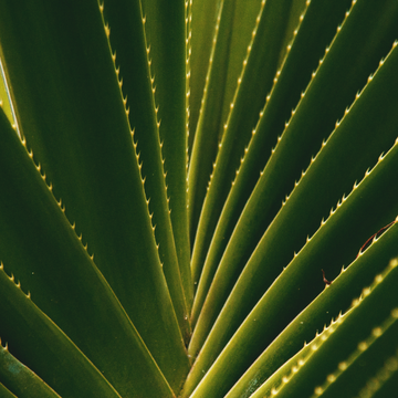 Agave Ferox