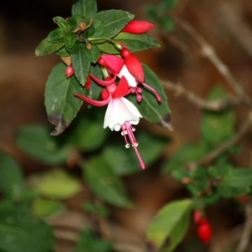 Fuchsia 'Alice Hoffman' - Fuchsia 'Alice Hoffman'