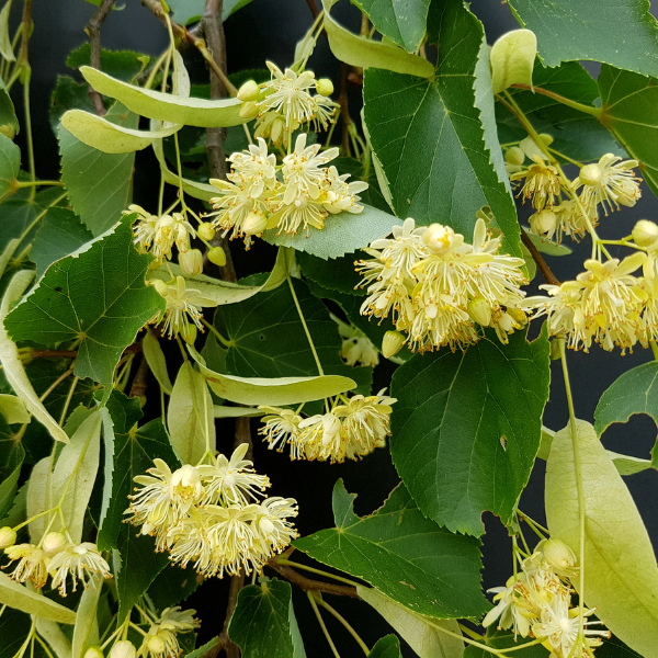 Tilleul de Hollande - Tilia platyphyllos