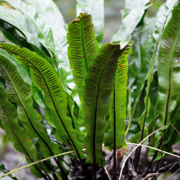 Scolopendre langue de bœuf - Asplenium scolopendrium