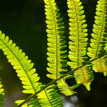 Fougère à écailles dorées - Dryopteris wallichiana