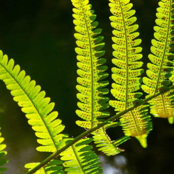 Fougère à écailles dorées - Dryopteris wallichiana