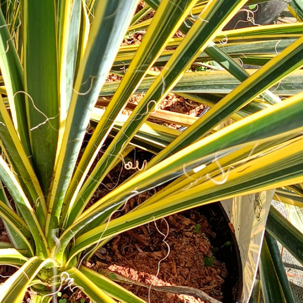 Yucca Filamentosa Bright Edge