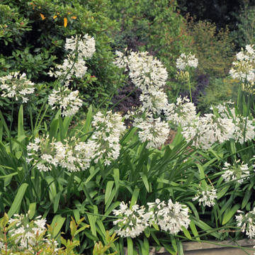 Agapanthe 'Thumbelina' -  Agapanthus 'Thumbelina'