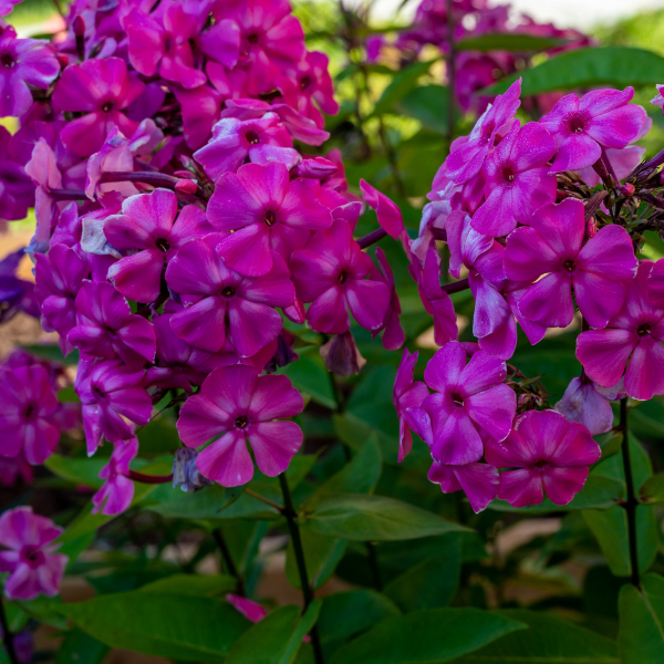 Phlox rampant 'Red Wings' - Phlox subulata 'Red Wings'
