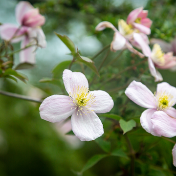 Clématite des montagnes 'Fragrant Spring' - Clematis montana 'Fragrant Sprin