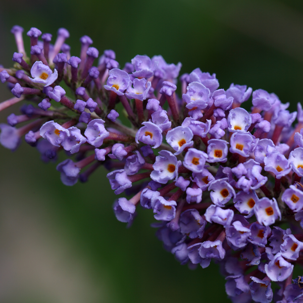 Arbre aux papillons Moonshine -  Buddleja davidii Moonshine