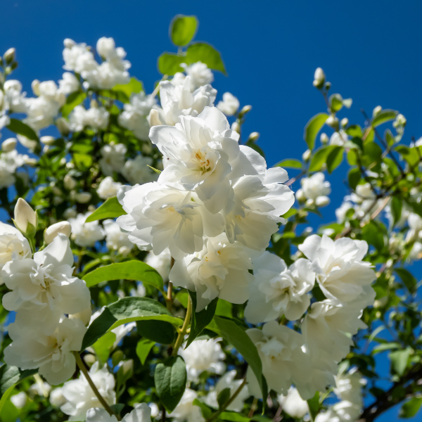 Seringat 'Schneesturm'- Philadelphus 'Schneesturm'