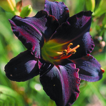 Hemerocallis Black Emanuelle