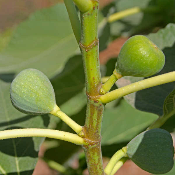 Figuier 'Ice Crystal' - Ficus carica 'Ice Crystal'