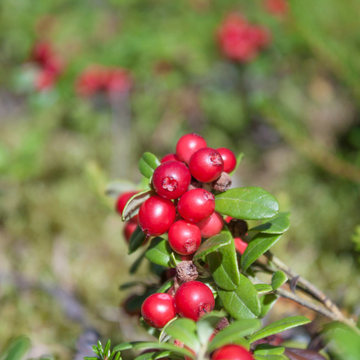 Vaccinium macroc. 'Pilgrim'