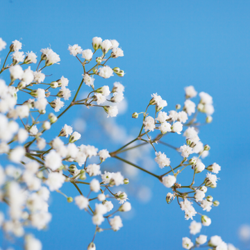 Gypsophile paniculé 'Bristol Fairy' - Gypsophila paniculata 'Bristol Fairy'