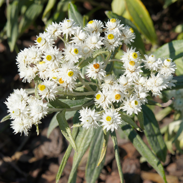 Immortelle D'argent 'Neuschnee' - Anaphalis Margaritacea 'Neuschnee