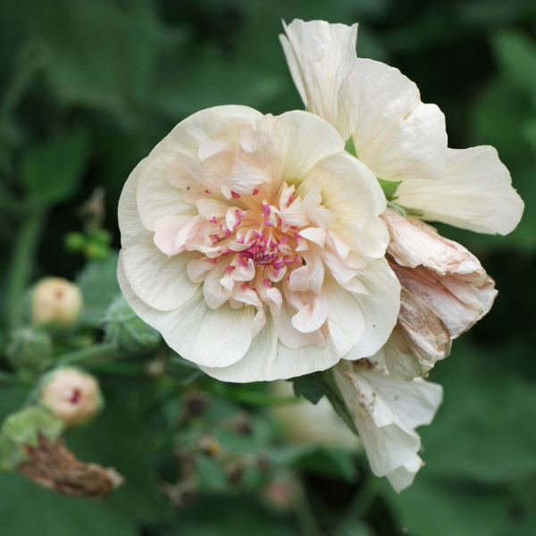 Mauve 'Park Allee' - Alcalthaea suffrutescans 'Park Allee'