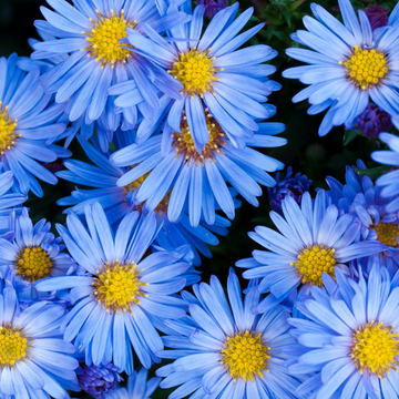 Aster des Alpes 'Bleu' - Aster Alpinus 'Blue '