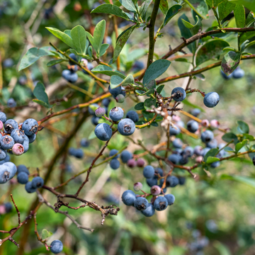 Myrtille d'Amérique - Vaccinium corymbosum