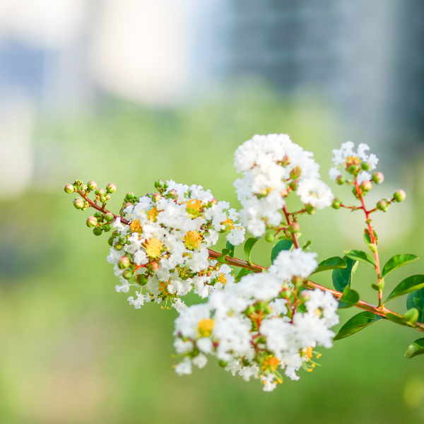 Lilas des Indes 'Nivea' - Lagerstroemia indica 'Nivea'