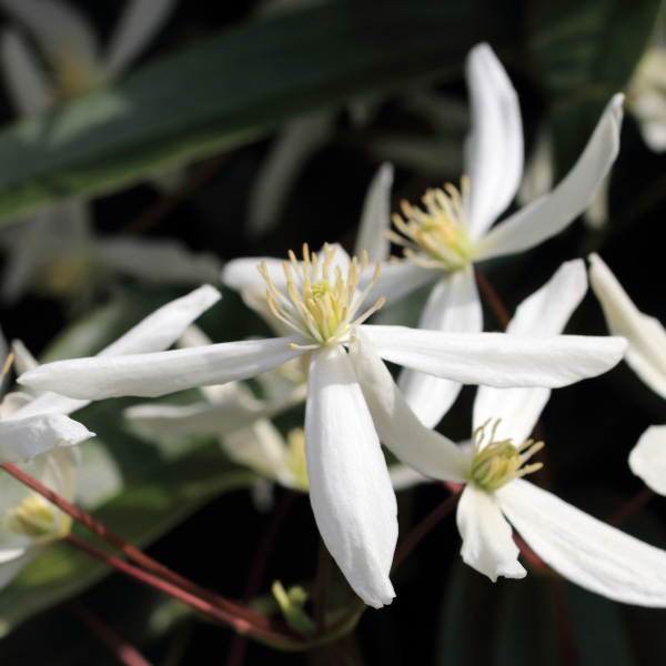 Clematis Armandii Little White Charm
