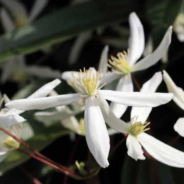 Clematis Armandii Little White Charm