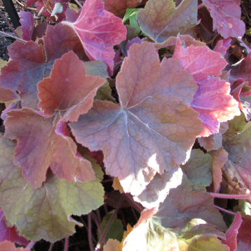 Heuchere Hopscotoh -Heucherella Hopscotoh