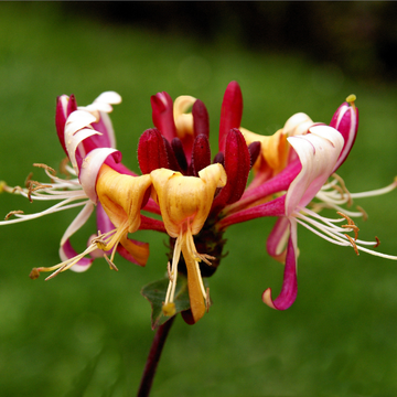 Chèvrefeuille des bois 'Serotina' - Lonicera periclymenum 'Serotina'