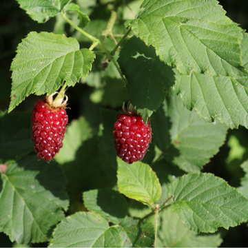 Framboisier 'Autumn Bliss' - Rubus idaeus 'Autumn Bliss'