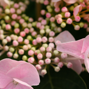 Hortensia 'Messelina' - Hydrangea 'Messelina'