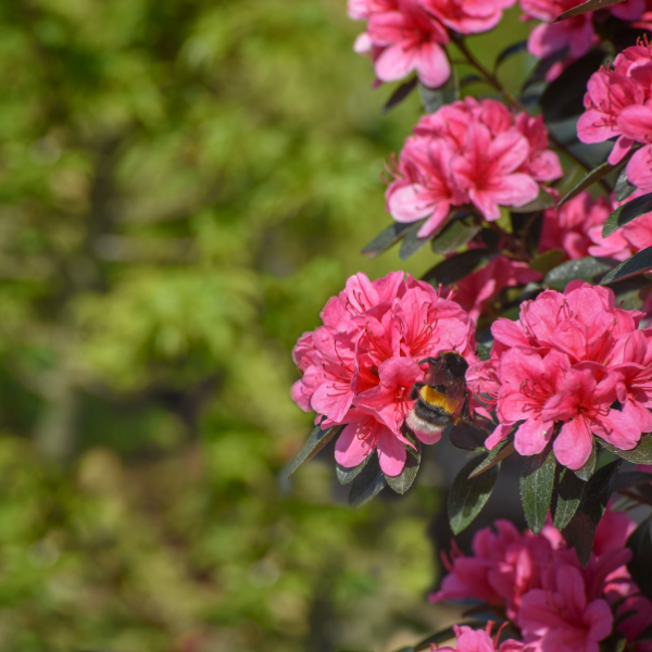Azalée japonaise 'Rosa King' Azalea japonica 'Rosa King'
