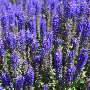 Sauge reine des bleues - Salvia nemorosa reine des bleues