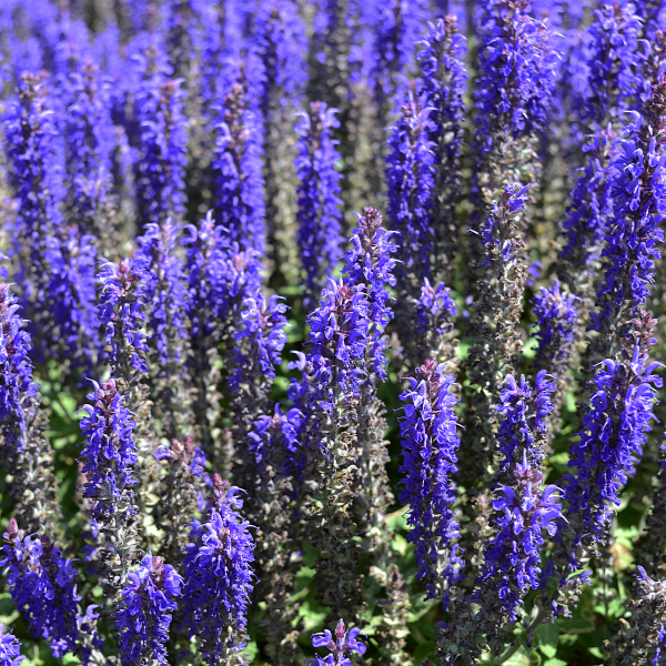 Sauge reine des bleues - Salvia nemorosa reine des bleues