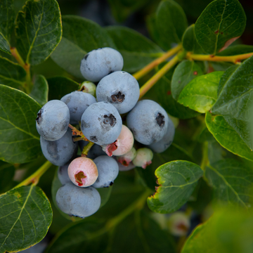 Myrtille d'Amérique 'Darrow' - Vaccinium corymbosum 'Darrow'